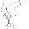    Haloduce    H. uninervis    