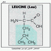 ������ ������� ������ Leucine