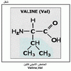 ������ ������� ����� Valine,Val