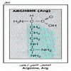 ������ ������� ������ Arginine, Arg